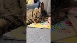 An adorable cat loves licking paws when it has nothing to do #cats #cat