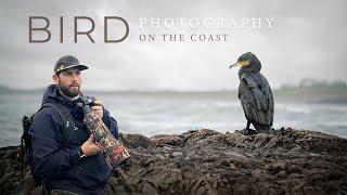 Bird Photography (On the Coast) - Irish Wildlife **