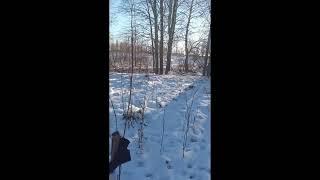 СЛЕДЫ ЖИВОТНЫХ В ЗИМНЕМ ЛЕСУ...