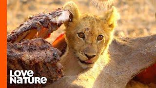 Rejected Lion Cub "Dreamer" Forced to Eat Meat to Survive | Love Nature