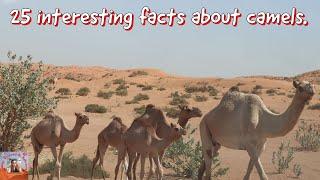 25 interesting facts about camels. 