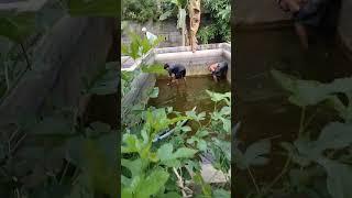 panen nila #shrots #shortvideo #nila