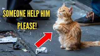 A POOR STRAY CAT JOINED ITS PAWS AND BOWED, BEGGING PEDESTRIANS FOR HELP, SHOCKING EVERYONE.