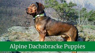 How to Take Care of Alpine Dachsbrackes || Alpine Dachsbracke Training || Alpine Dachsbracke Puppies