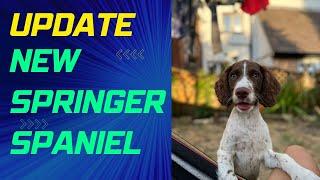 Channel Update and New Springer Spaniel