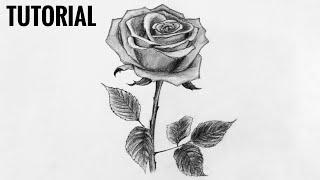 How to draw a Rose easily | Mou's art academy | Draw with me.