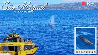 The Incredible Whales & Dolphins of São Miguel Island Azores