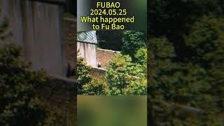 FUBAO 2024.05.25 What happened to Fu Bao