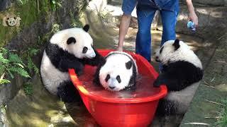 双重喜庆又要洗澡了双重喜庆: 双双, 重重, 喜喜和庆庆 (重庆动物园) | Adorable Panda