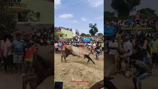 KUTTAPALLI THUKUDURAI #eruthukattu #jallikattu #manjuvirattu #jallikattu_kaalai