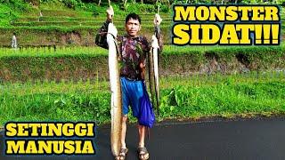 Najur Ikan Sidat di Sungai Besar Dapat Monster Sidat