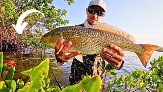 Island Wade Fishing | Redfish Action Charlotte Harbor