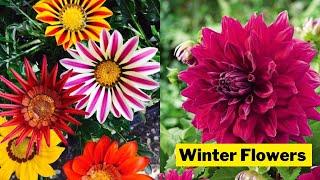 Winter Flowers from my Garden | Garden Overview | | Swaroopa Diaries