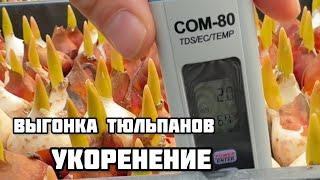 Выгонка тюльпанов. Укоренение #залуковицамитюльпановкомне