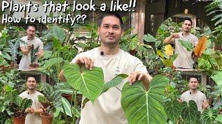 PLANTS THAT LOOK A LIKE AND HOW TO IDENTIFY THEM | BECHOY VLOG