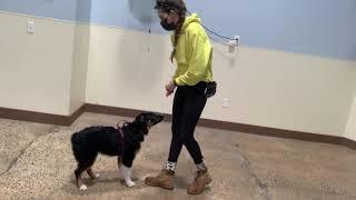 Maria The Dog Trainer & Roo 5/29/2021