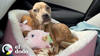 Perrita flaca en hogar de paso mejora haciendo lo que hace su hermano | Puro Pitbull | El Dodo