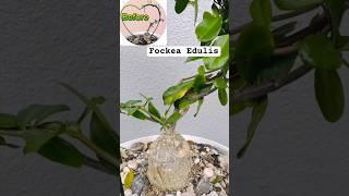 Fockea edulis.