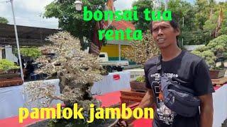 pamlok bonsai jambon di penuhi bonsai tua