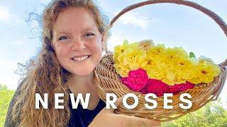 Unboxing & Planting  Heirloom Rose Bush Haul!