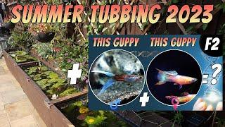 Summer Tubbing/Ponds 2023 - Guppies Shrimp & Meduka Rice Fish + Guppy Breeding