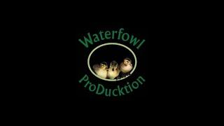 IntroDucktion to Waterfowl ￼ProDucktion