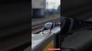 "The Pigeon's Dream and the Mango Tree | A Heartbreaking Story | Techno Tamasha"