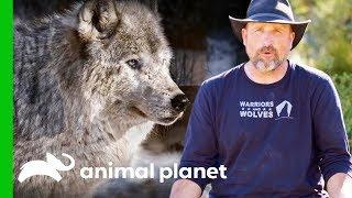 LARC Veterans Uncover Illegal Wolf Poaching Traps | Wolves and Warriors