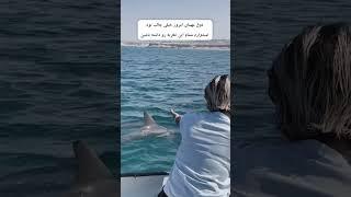 مسافر خوش شانسمون ببینید چقدر قشنگ همراه قایق میاد #fish #travel #explore #nature #هرمز #fishing