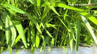  Cách trồng rau muống bán thủy canh/how to grow water spinach.