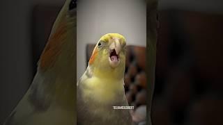 Loubert The Cockatiel Gives Raspberry Kisses | Tiel Named Loubert