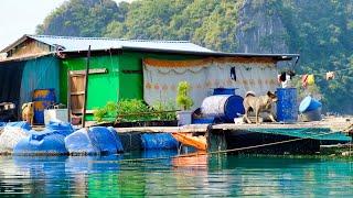 Living on a Floating House | Lan Ha Bay in Cat Ba, Vietnam