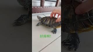 骚痒乌龟的一天#乌龟#养宠物 #可爱  #turtle #youtubeshorts