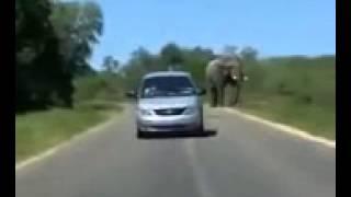 Elephant Attacks Car Video @ Hamariweb com mp4