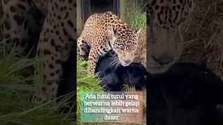 macan kumbang adalah macan tutul !! #short #shorts #mitos #misteri