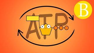  ¿Qué es el ATP? - Adenosín trifosfato | Biología Desde Cero