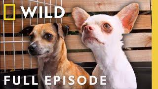 Second Chance Chihuahuas (Full Episode) | SPECIAL | Nat Geo Animals