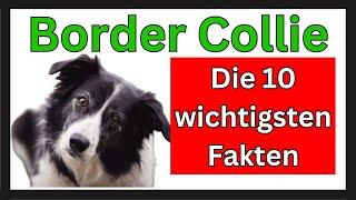 Border Collie  Die 10 wichtigsten Fakten dieser Hunderasse