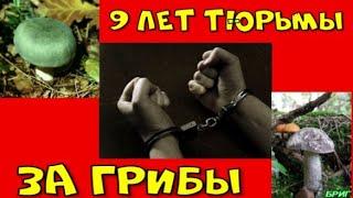 ЗА КАКИЕ ГРИБЫ ГРОЗИТ ШТРАФ 1 МЛН РУБ. ИЛИ ТЮРЬМА ДО 9 ЛЕТ