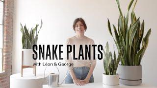 How to Care for the Snake Plant
