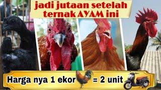 4 Ayam Termahal di Indonesia | Harganya PULUHAN JUTA RUPIAH !