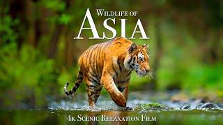 Wildlife of Asia 4K - Scenic Animal Film With Inspiring Music