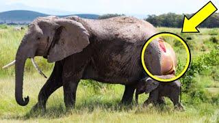 This Elephant Gave Birth And Cried For Hours, Staff Screamed When They Saw Her Offspring!!