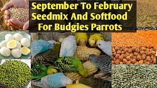 Seedmix and SoftFood Budgies Parrots Australian Parrots