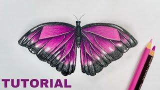 How To Draw A Butterfly | Colored Pencil Tutorial