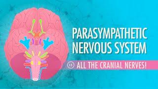 Parasympathetic Nervous System: Crash Course Anatomy & Physiology #15