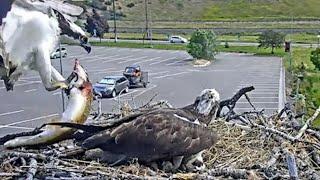 Finnegan Zips In With Big Fish For His Family At Hellgate Osprey Nest – June 26, 2024