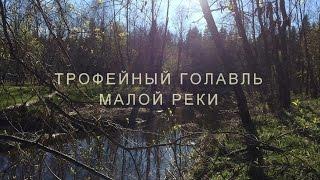 Трофейный голавль малой реки