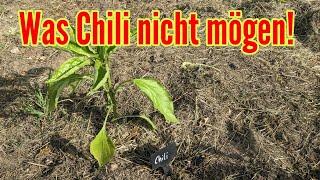 Was Chili nicht mögen - Diese Fehler solltest du beim Chilianbau unbedingt vermeiden!