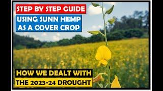 Farming in Zambia: How We Use Sunn Hemp As Cover Crop